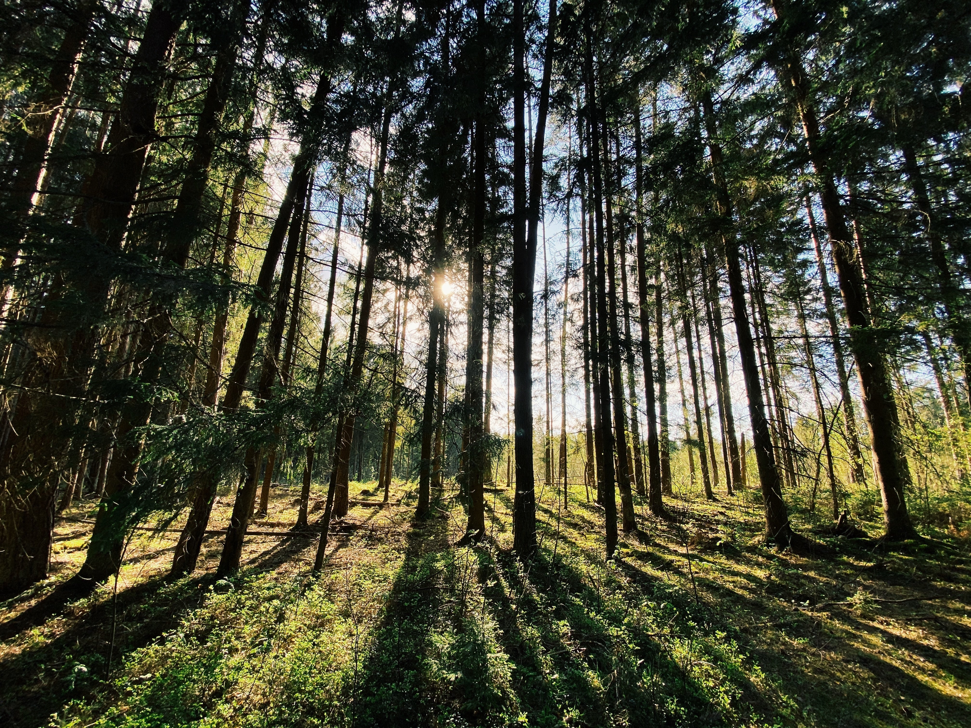 The Japanese Art of Forest Bathing