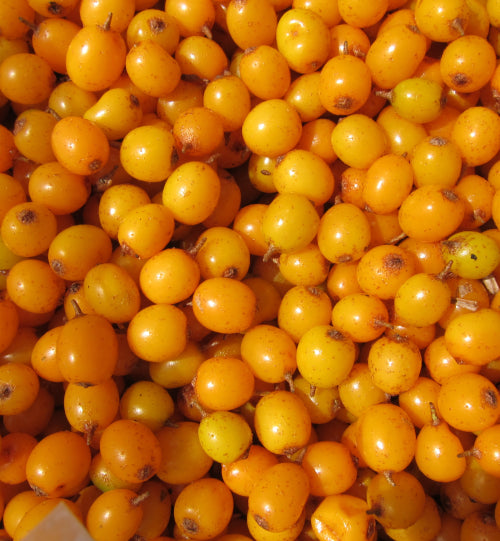 Sea Buckthorn Oil: The Most Underrated Anti-Aging Skincare Solution